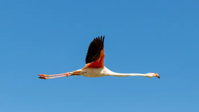 Flamant rose en plein vol avec ses ailes déployées sous le ciel bleu à proximité de Loc'Amargue aux Saintes-Maries-de-la-Mer